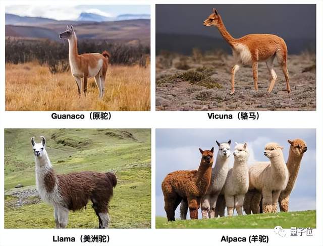 两大可商用开源大模型同时发布！性能不输 LLaMA，羊驼家族名字都不够用了