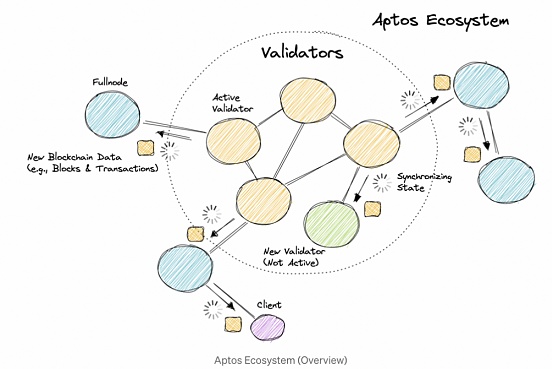 Aptos 研究报告