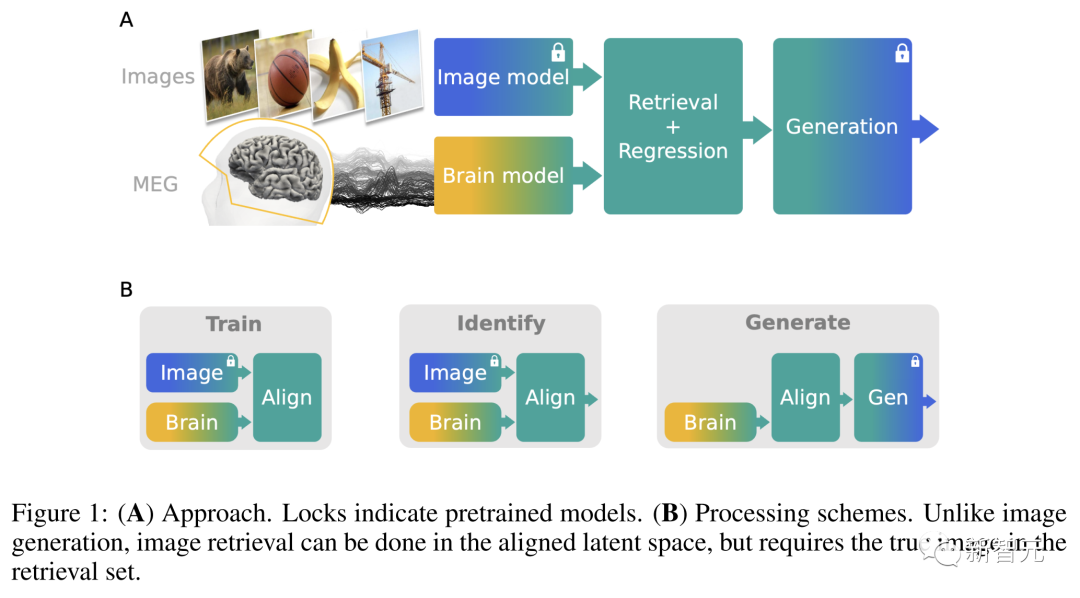 AI 读脑成真，延迟仅 0.25 秒！Meta 里程碑新研究：MEG实时解码大脑图像，LeCun转赞