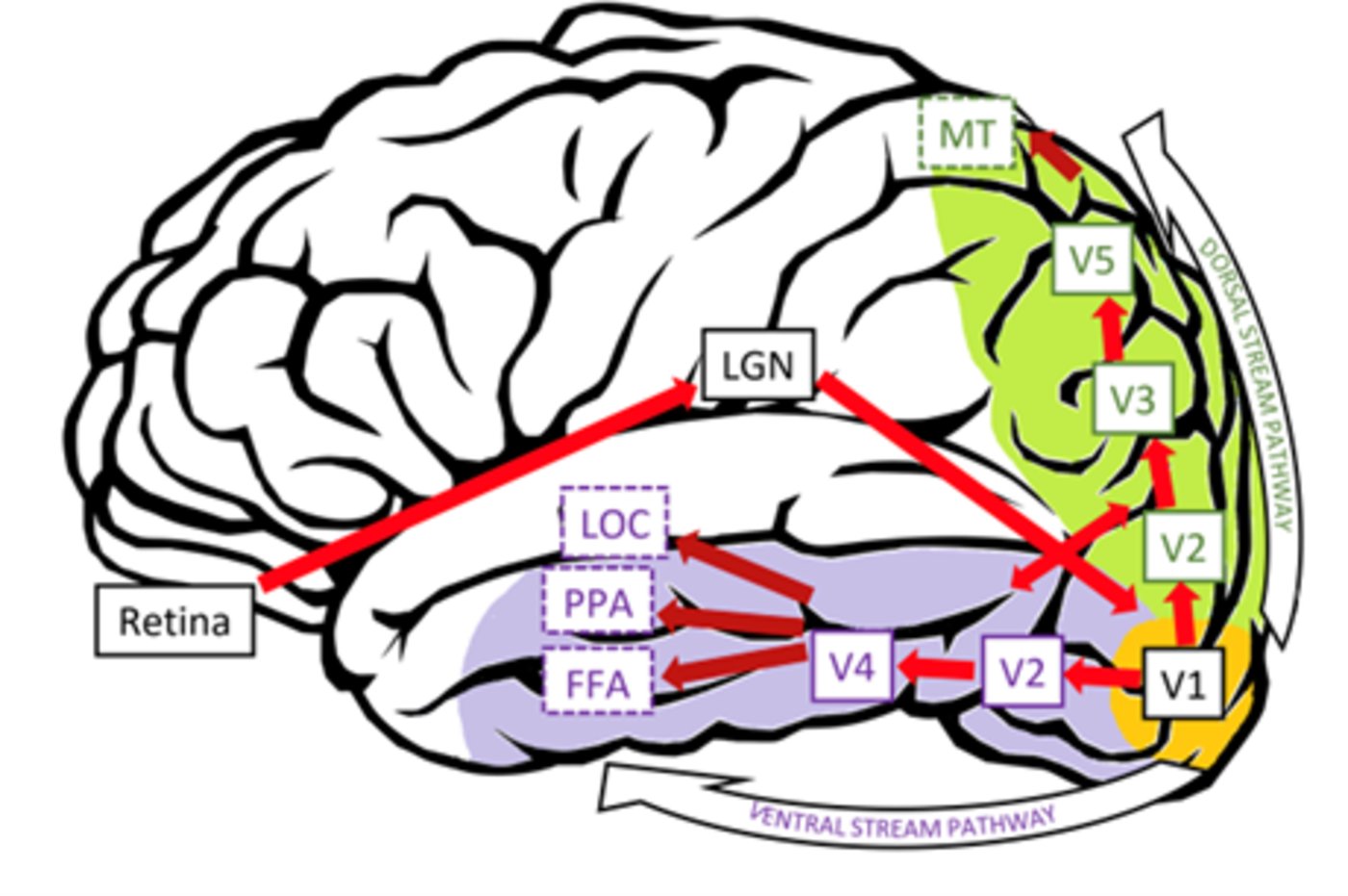 只存在于脑中的幻象，这个AI模型“画”出来了